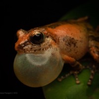 Pseudophilautus popularis Megaskumbura & Manamendra-Arachcchi, 2005